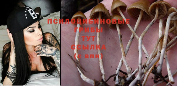 стаф Алзамай